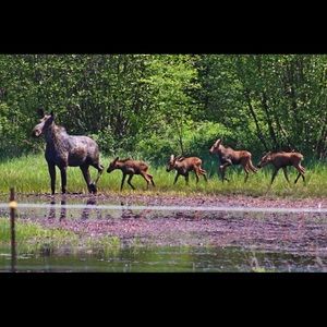 Meet your Posher, Janet